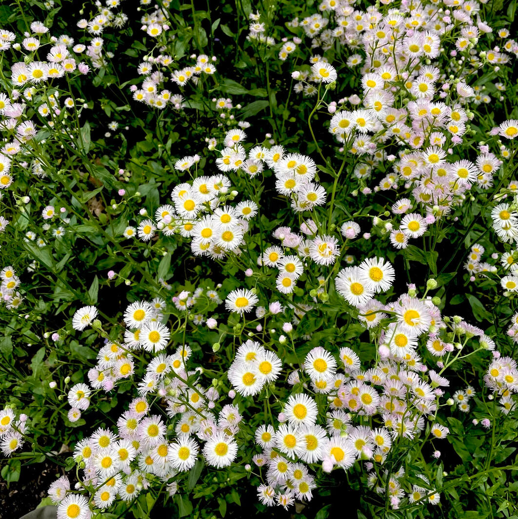 Untitled Native fleabane in flower, ecological planting design Pennsylvania